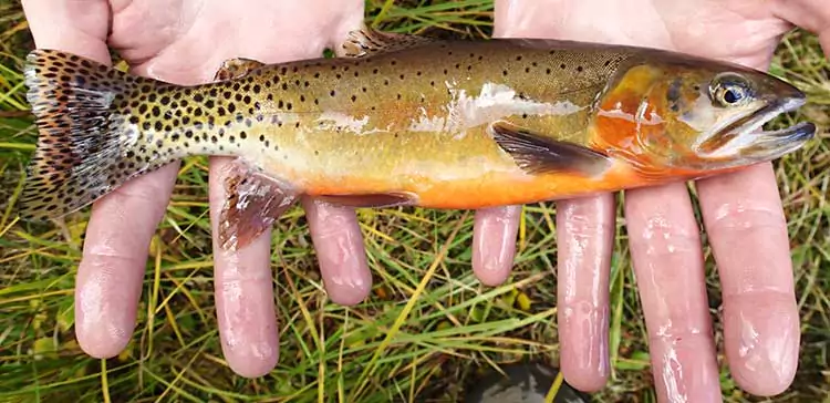 Fishing Taos and Taos Ski Valley