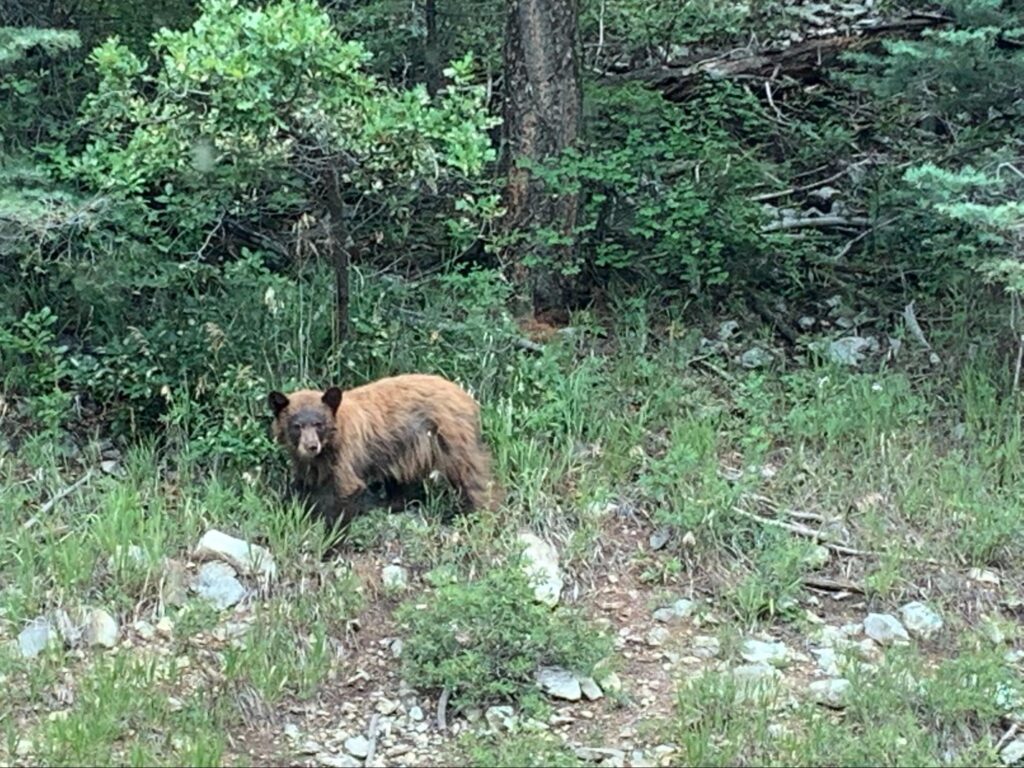 Wildlife viewing is one of the many Things To Do In Taos New Mexico Summer.
